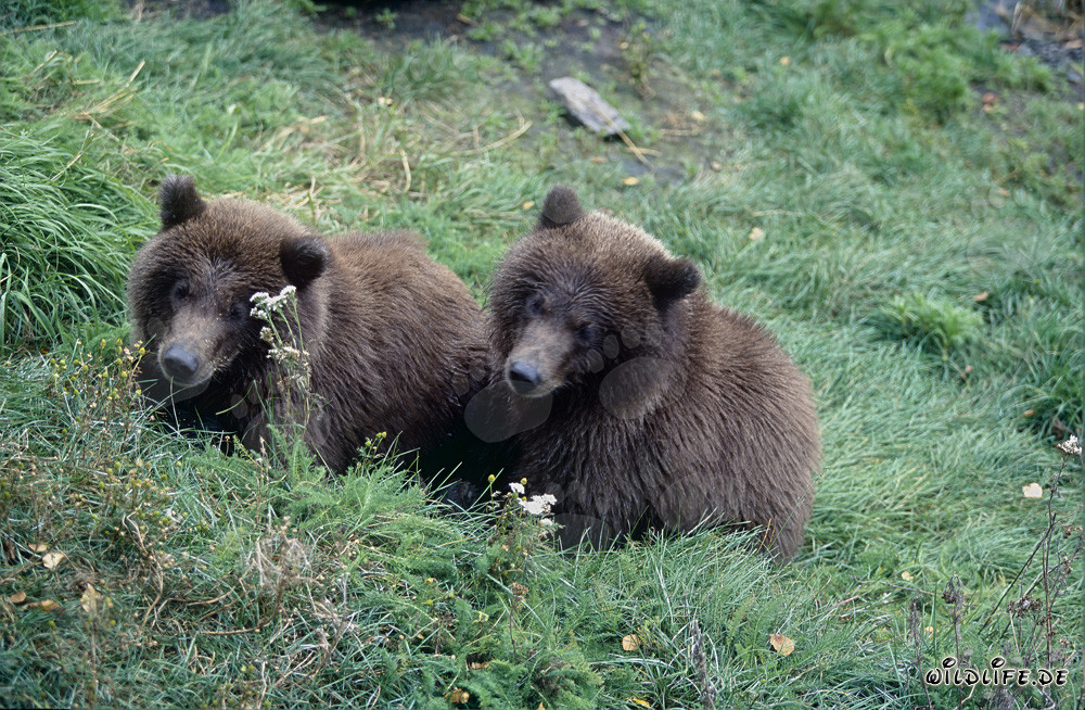 Dos jóvenes osos pardos observan en la orilla del río