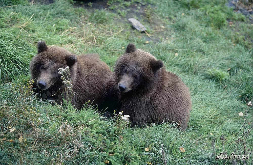 Due giovani orsi bruni osservano sulla riva del fiume