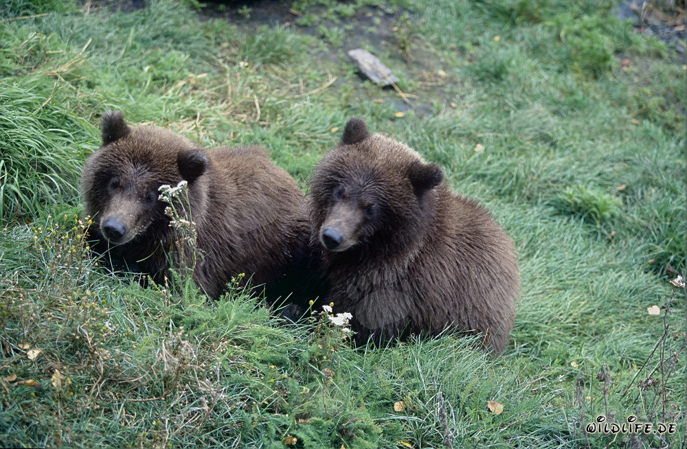 Two young brown bears observing at the riverbank