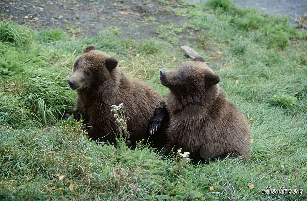 Two young brown bears watching at the riverbank