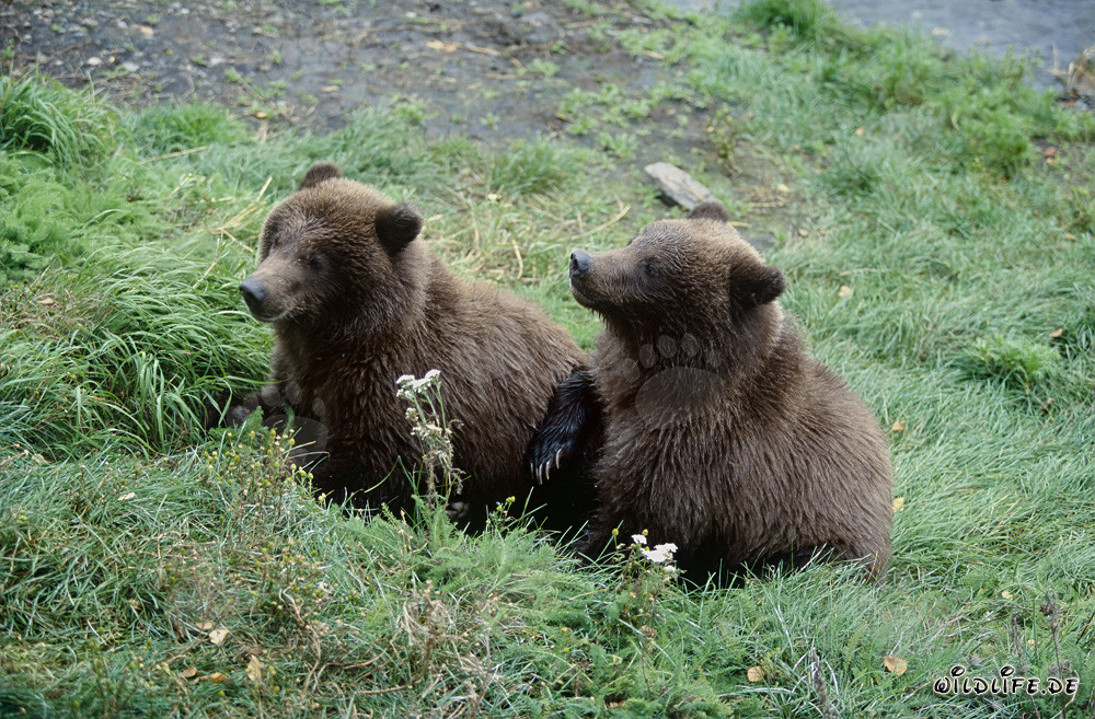 Zwei junge Braunbären am Ufer des Flusses beobachten