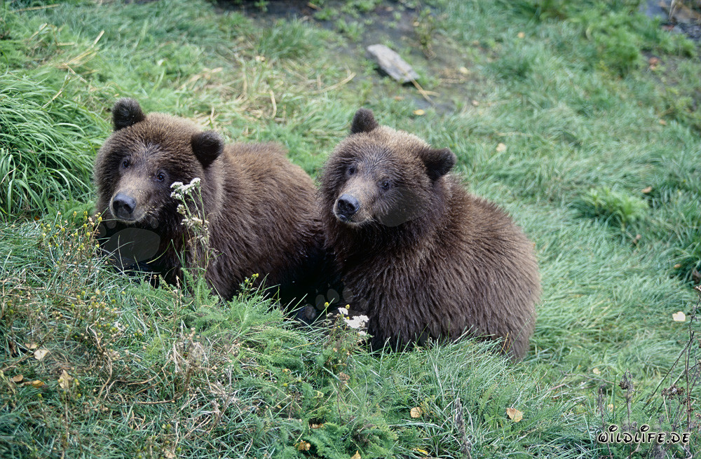 Deux jeunes ours bruns jouent au bord de la rivière