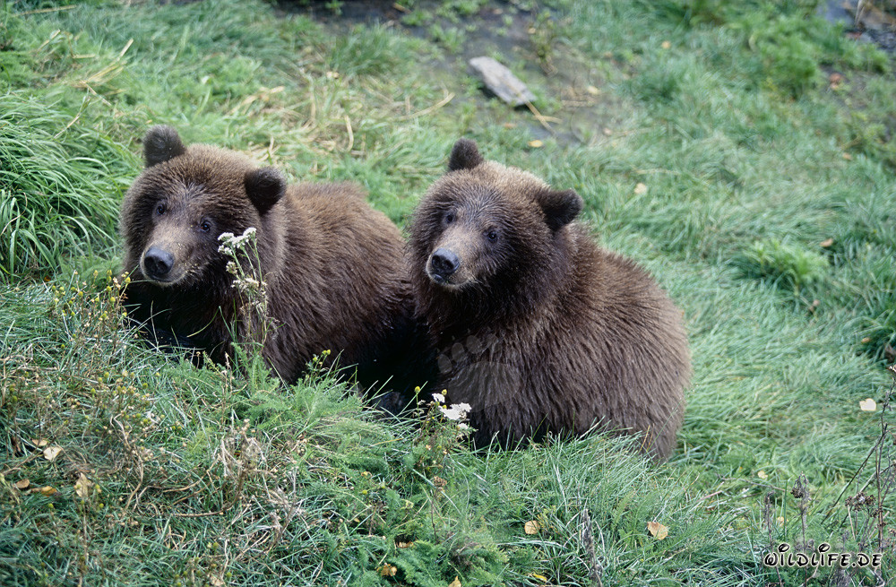 Dos jóvenes osos pardos juegan en la orilla del río
