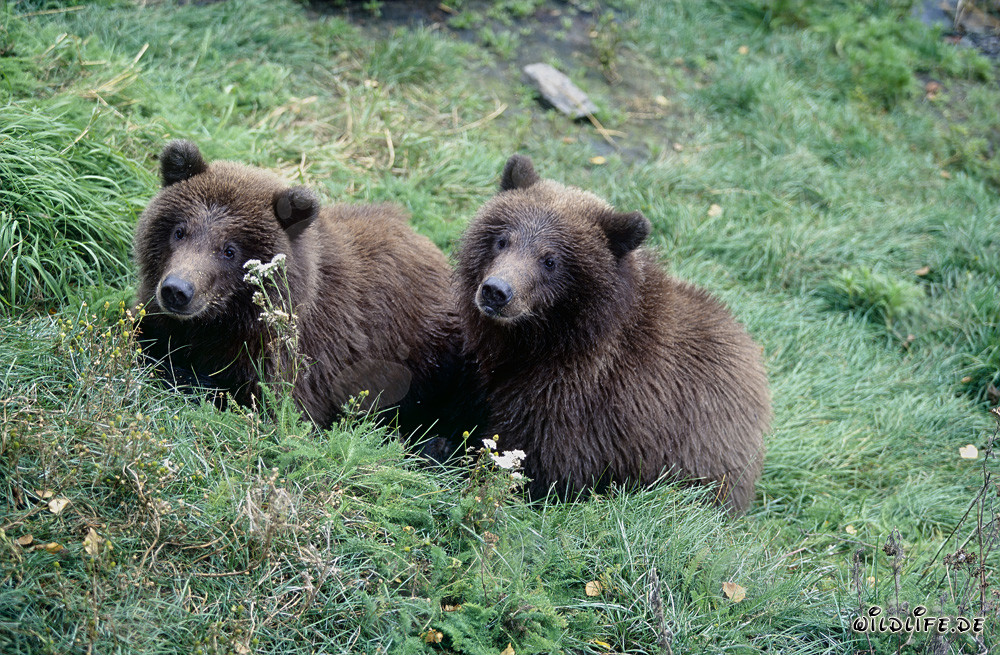Two young brown bears playing on the riverbank
