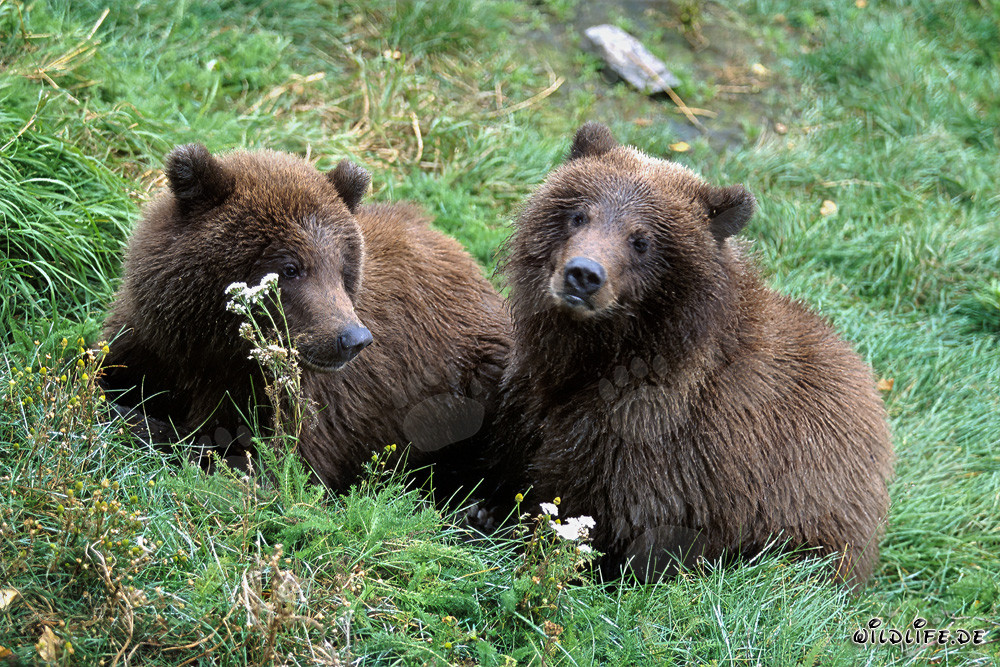 Deux jeunes ours bruns (Ursus arctos horribilis)