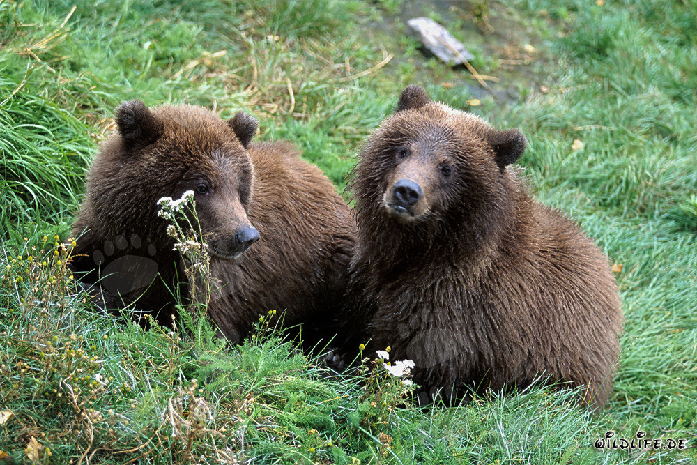 Dos jóvenes osos pardos (Ursus arctos horribilis)