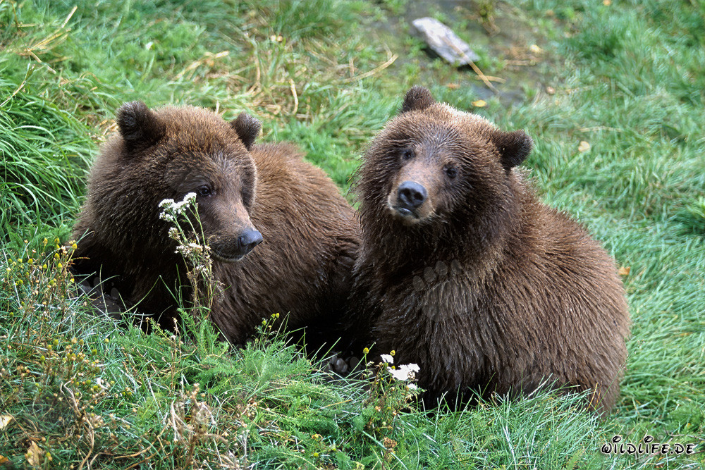 Due giovani orsi bruni (Ursus arctos horribilis)
