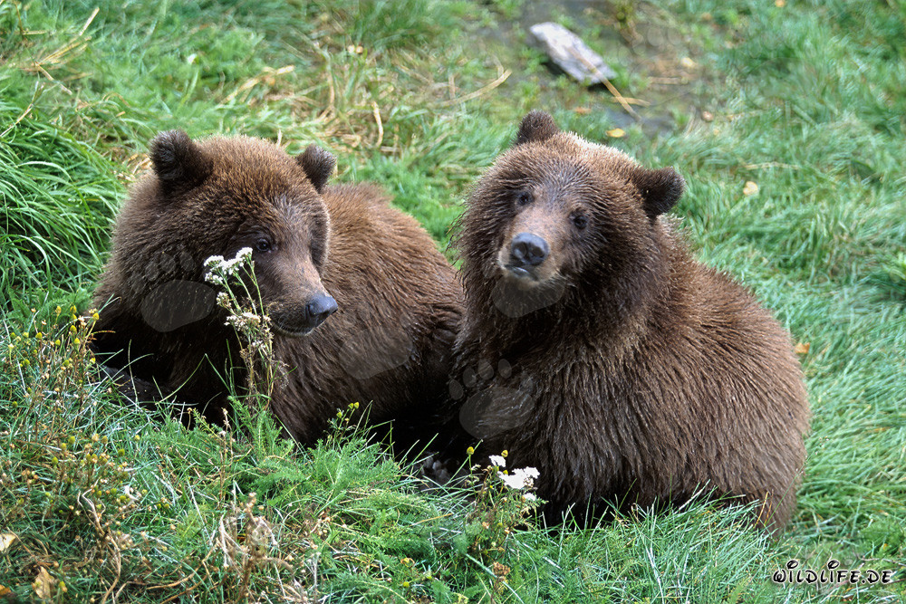 Two young Brown Bears (Ursus arctos horribilis)