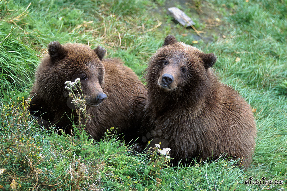 Zwei junge Braunbären (Ursus arctos horribilis)