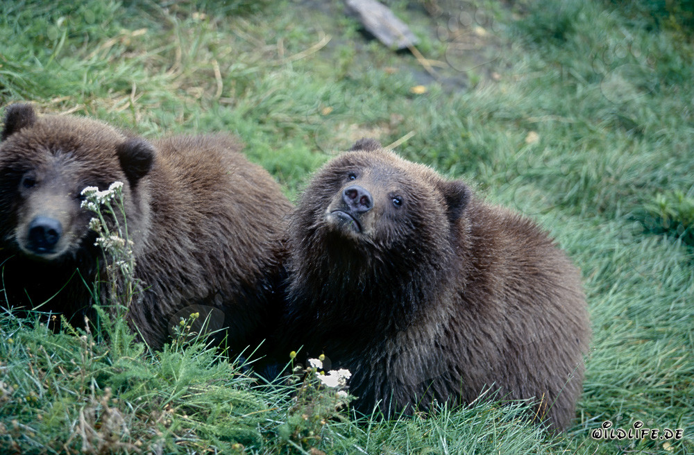 Deux jeunes ours bruns observent sur la rive de la rivière
