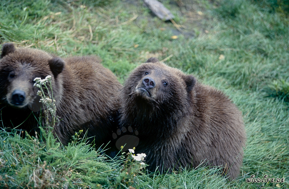 Dos jóvenes osos pardos observando en la orilla del río