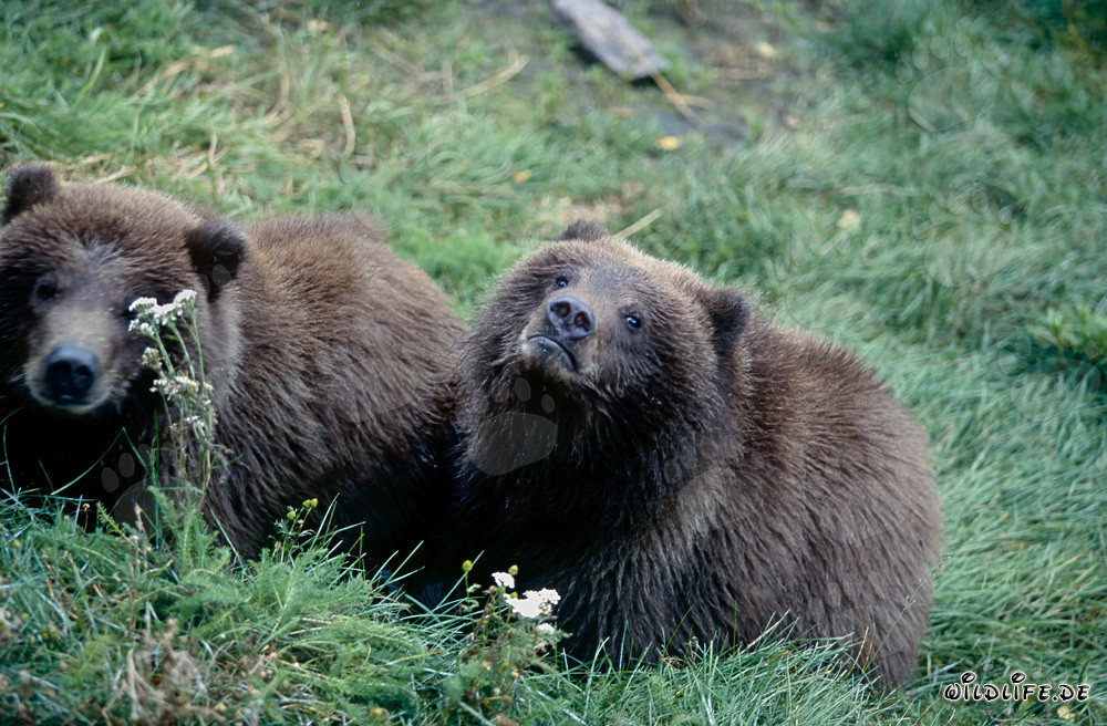 Two young brown bears observing at the riverbank