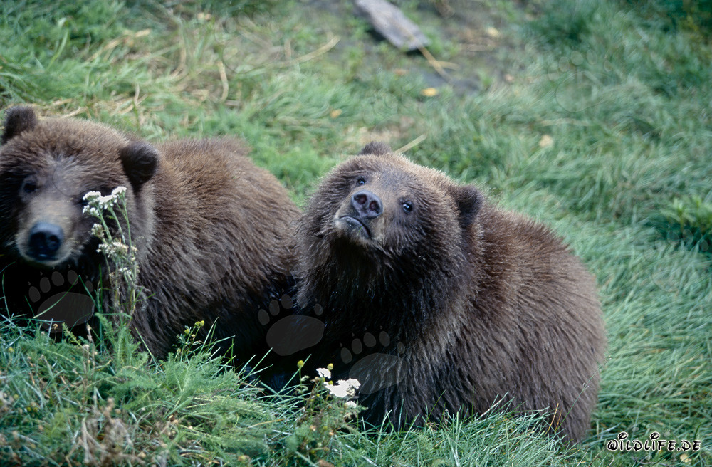 Zwei junge Braunbären beobachten am Ufer des Flusses