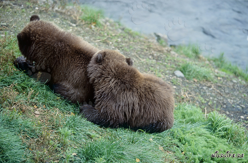 Deux jeunes ours bruns au bord de la rivière