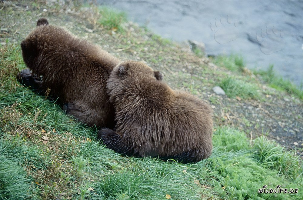 Dos jóvenes osos pardos en la orilla del río