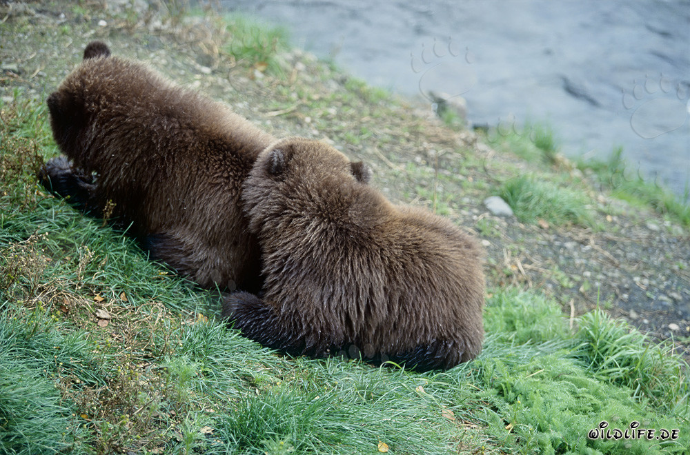 Two young brown bears on the riverbank