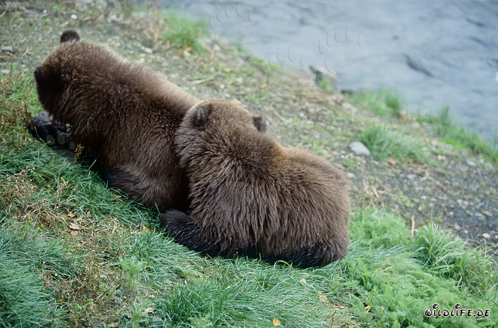 Zwei junge Braunbären am Flussufer