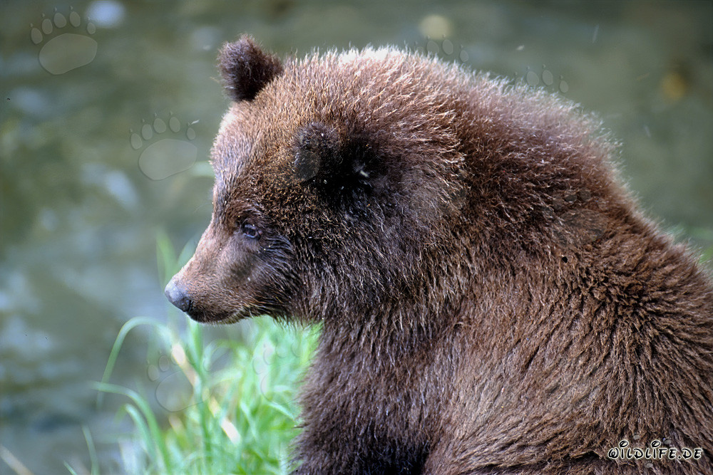 Jeune ours brun au Brooks River dans le parc national de Katmai, en Alaska
