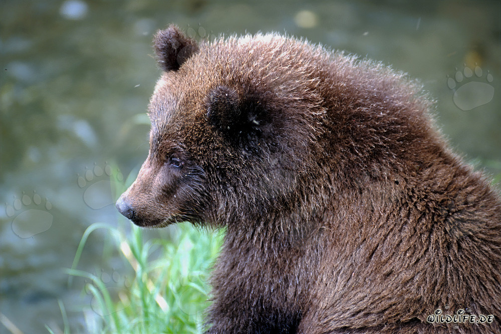 Young Bear at Brooks River in Katmai National Park, Alaska
