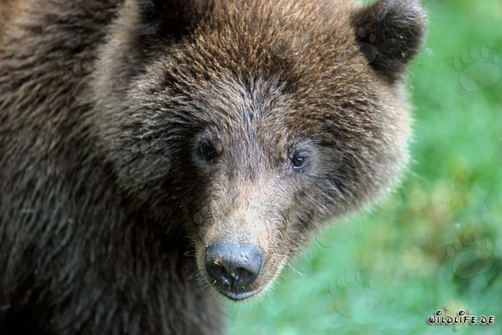 Giovane orso bruno al fiume Brooks, Parco Nazionale di Katmai, Alaska