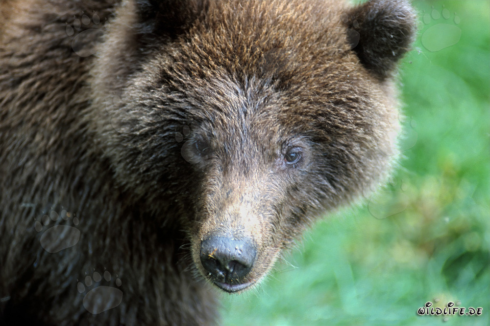 Jeune ours brun à la rivière Brooks, parc national de Katmai, Alaska
