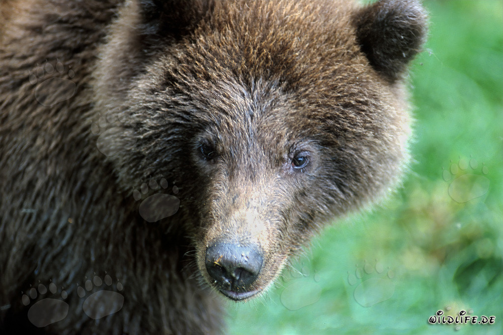Jungbär am Brooks River, Katmai Nationalpark, Alaska