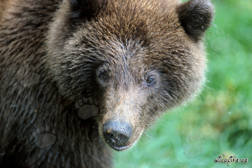 Young bear at Brooks River, Katmai National Park, Alaska