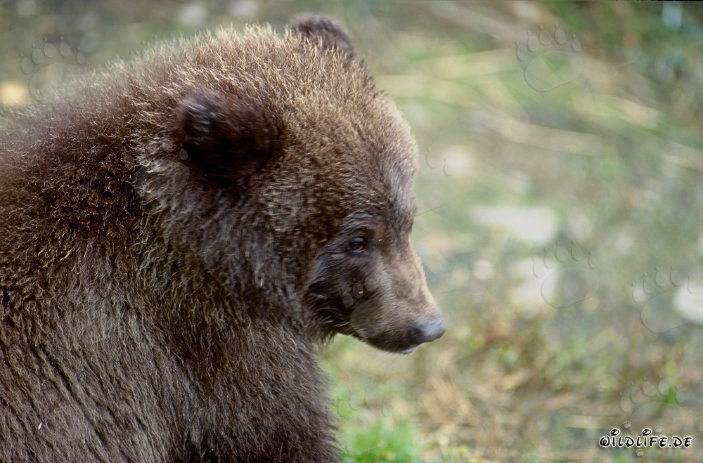 Portrait of a young brown bear at Brooks River Falls in Alaska