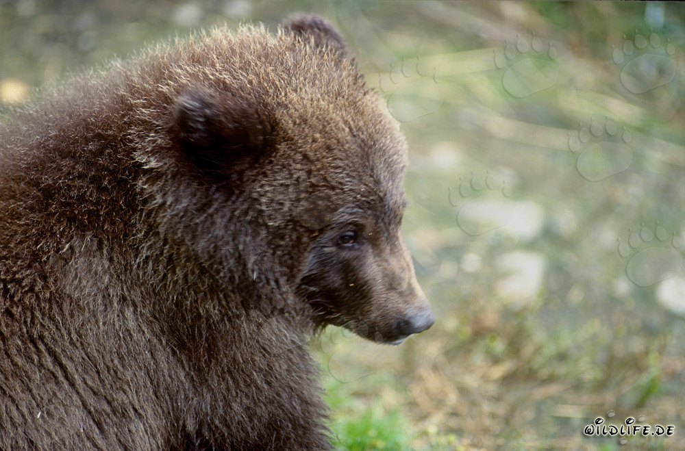 Portrait d'un jeune ours brun aux chutes de la rivière Brooks en Alaska