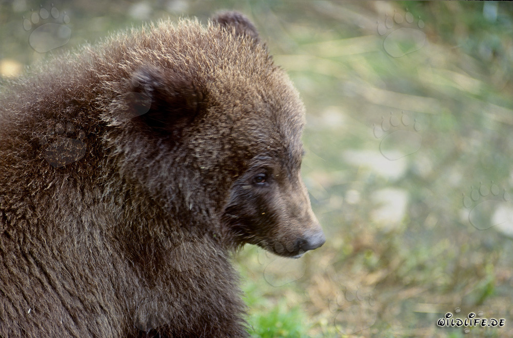 Retrato de un joven oso pardo en las cataratas del río Brooks en Alaska