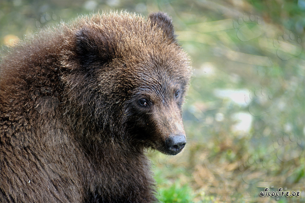 Ritratto di un giovane orso bruno che pesca vicino a una cascata