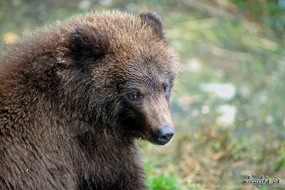 Portrait d'un jeune ours brun pêchant près d'une cascade
