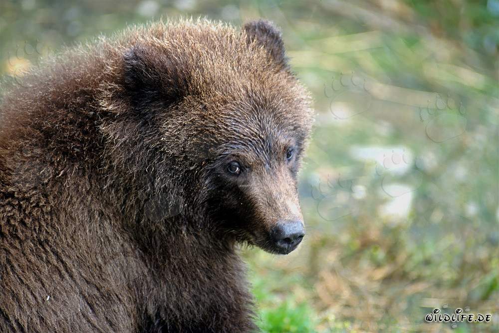 Porträt eines jungen Braunbären beim Fischen am Wasserfall