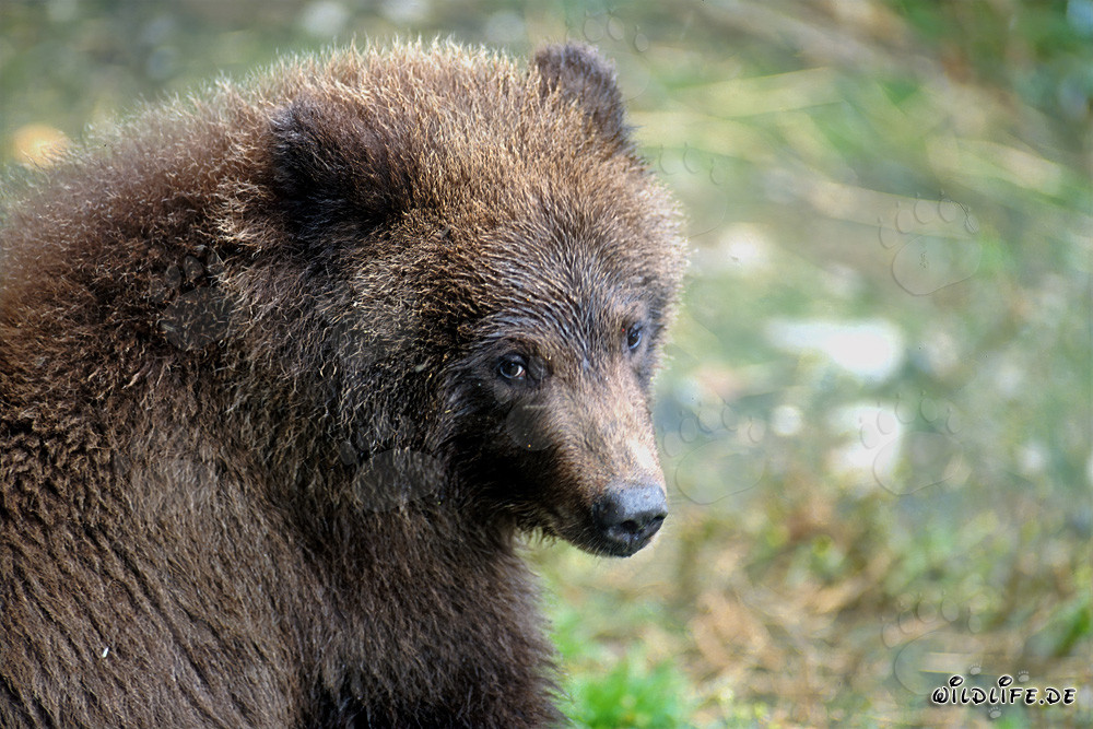 Portrait of a young Brown bear fishing at the waterfall