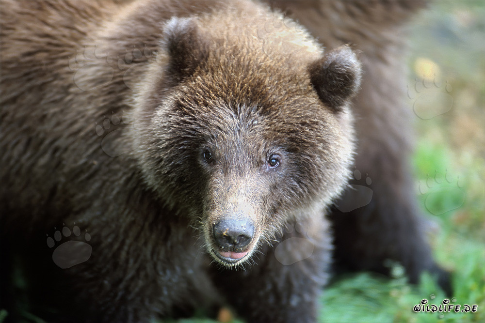 Ritratto di un giovane orso bruno che pesca alla cascata