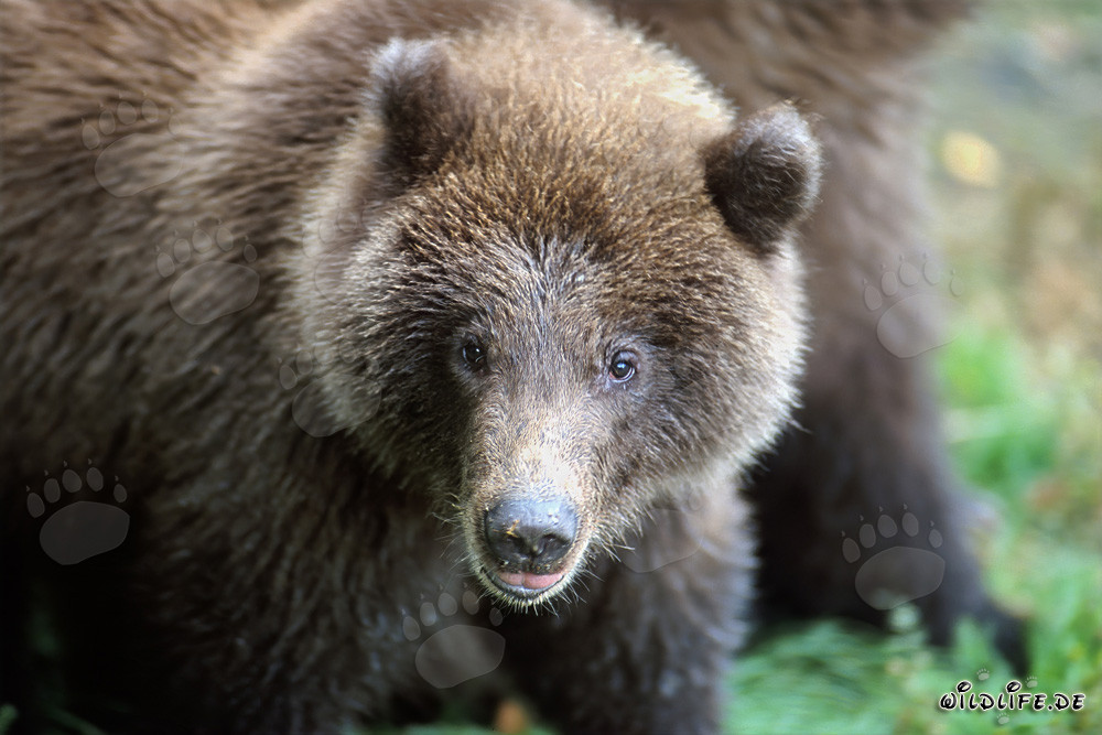 Portrait d'un jeune ours brun pêchant à la cascade