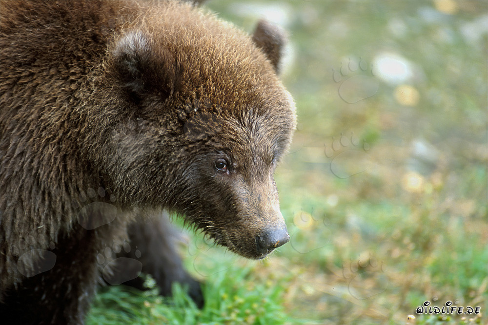 Ourson au bord de la rivière Brooks dans le parc national de Katmai, Alaska