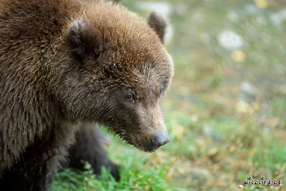 Young Bear at Brooks River in Katmai National Park, Alaska