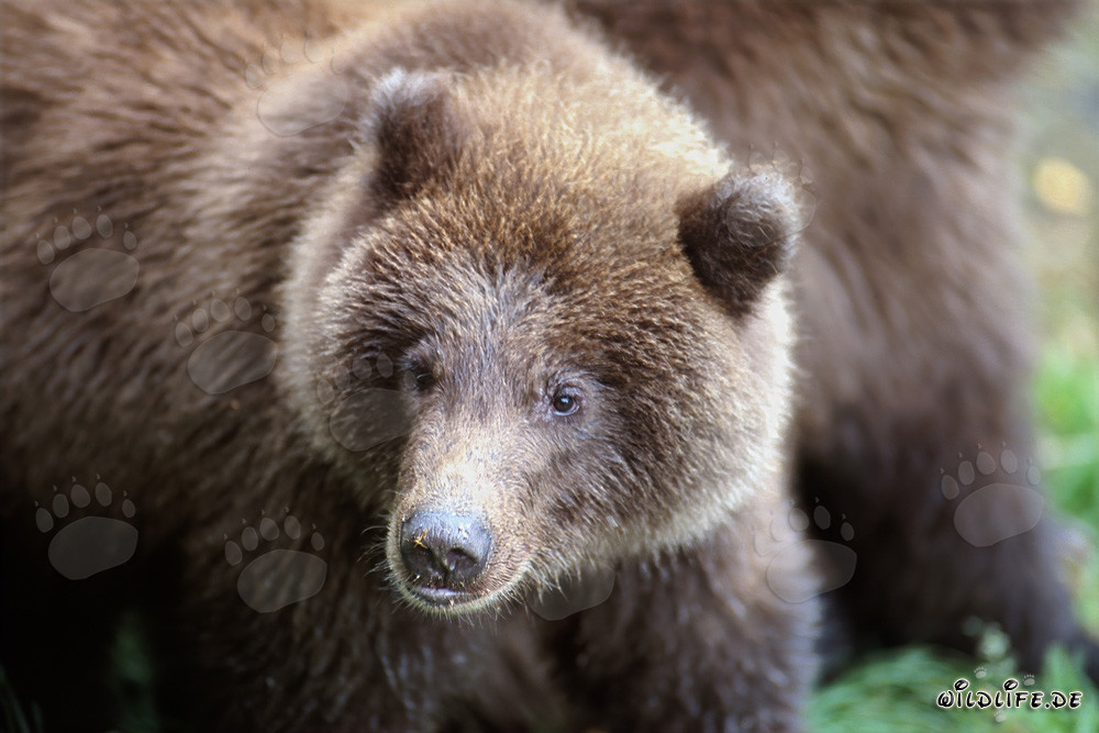 Jungbär beim Fischen am Brooks River in Katmai, Alaska