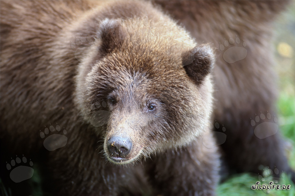Orsetto che pesca al fiume Brooks a Katmai, Alaska
