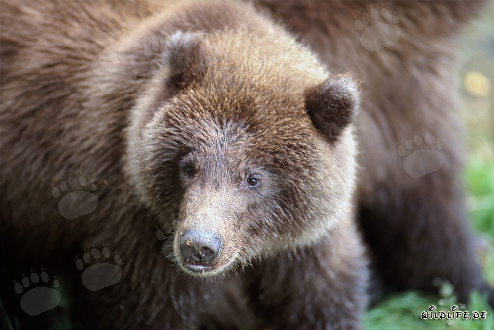 Oso joven pescando en el río Brooks en Katmai, Alaska