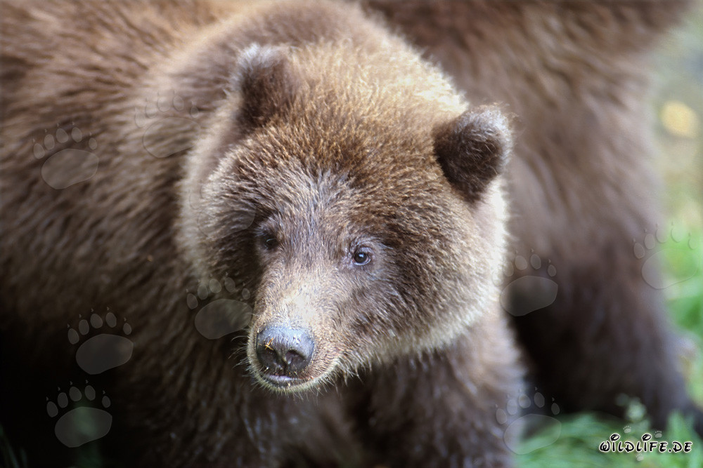 Ourson pêchant à la rivière Brooks à Katmai, Alaska