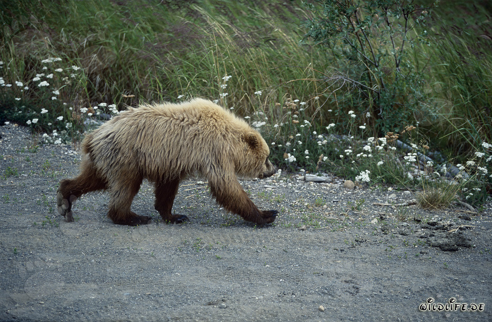 Majestic Brown Bear at Brooks River
