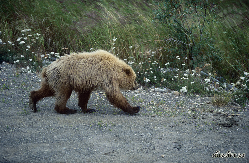 Maestoso orso bruno al Brooks River