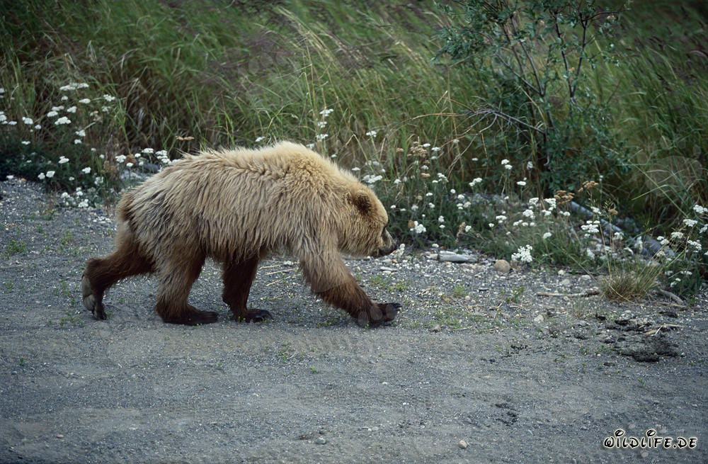 Oso pardo majestuoso en el río Brooks