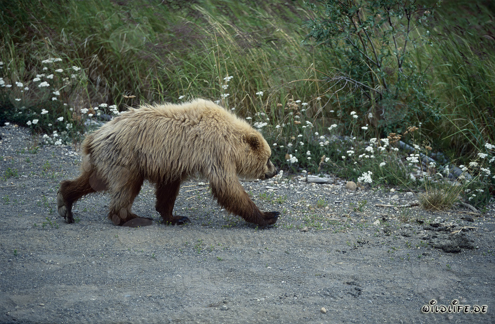 Ours brun majestueux au Brooks River