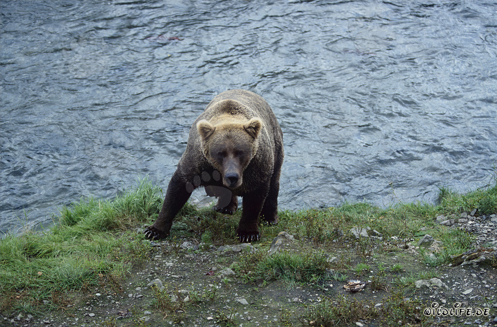 Brown Bear at Riverbank in Alaska