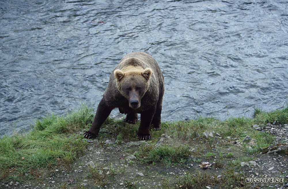 Oso pardo en la orilla del río en Alaska