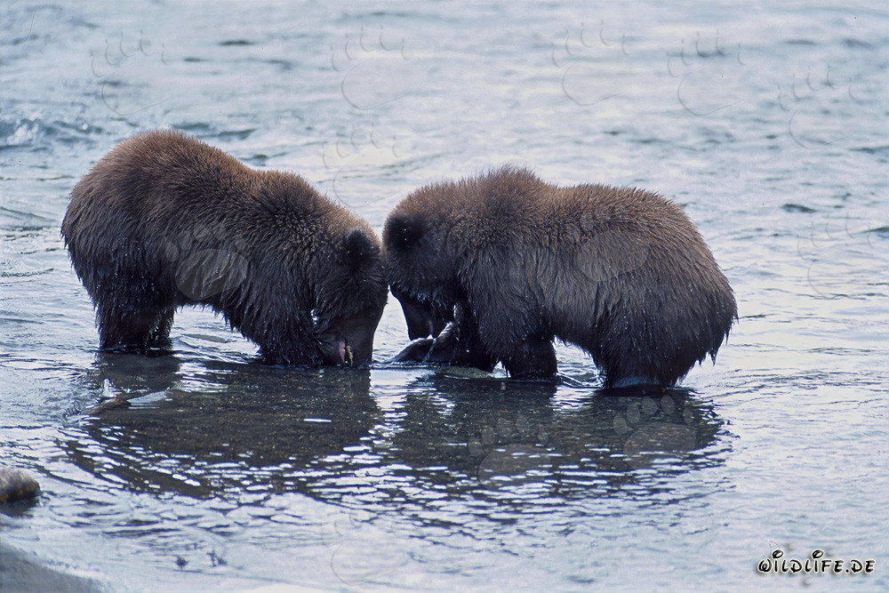 Giovani orsi bruni che giocano a pescare salmoni nel pittoresco fiume Brooks, Alaska
