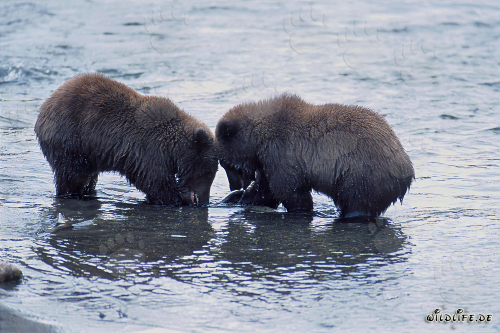 Jeunes ours bruns joueurs pêchant le saumon dans la pittoresque rivière Brooks, Alaska